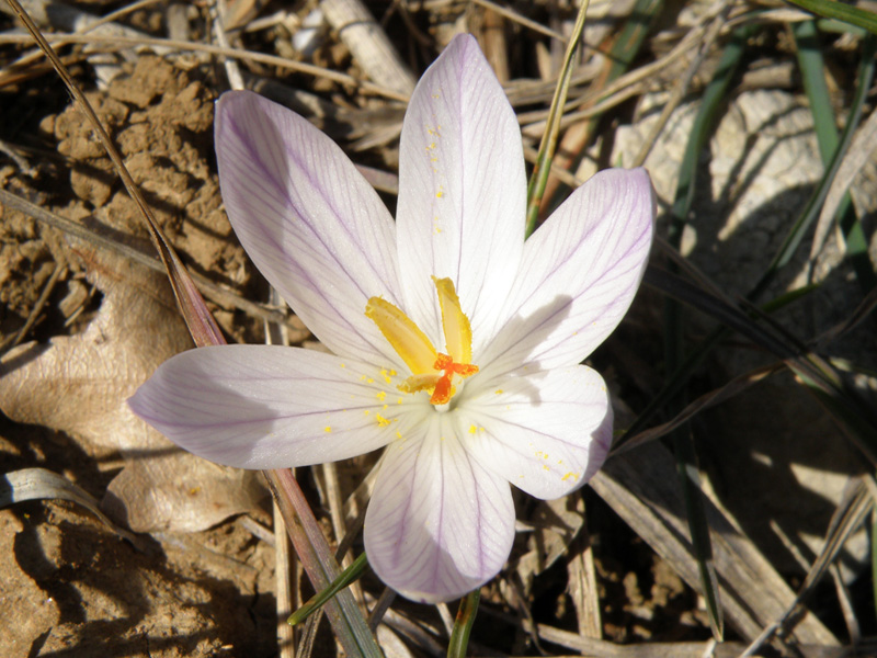 Crocus versicolor - Zafferano della Riviera